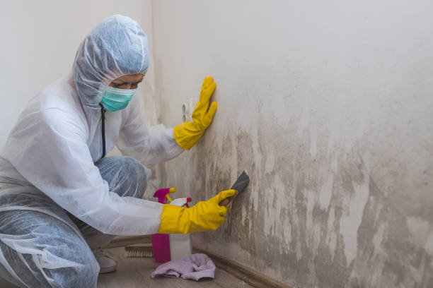 Best Mold Remediation  in Flandreau, SD
