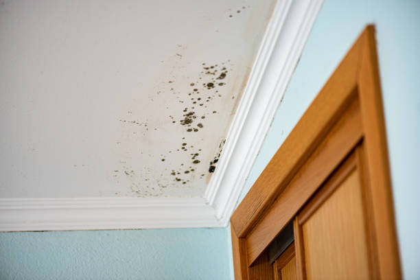 Best Professional Mold Removal  in Flandreau, SD