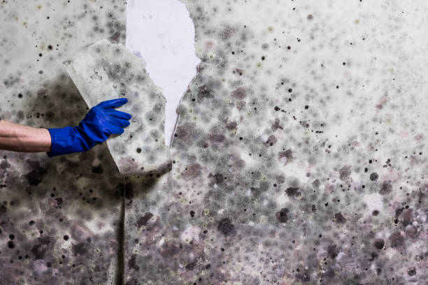 Best Crawl Space Mold Removal  in Flandreau, SD