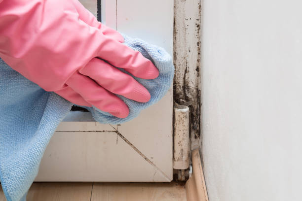 Best Fast Mold Removal  in Flandreau, SD