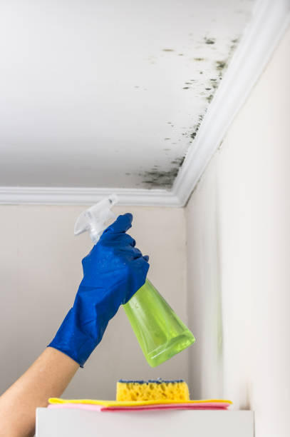 Best Commercial Mold Removal  in Flandreau, SD