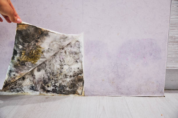 Certified Mold Removal in Flandreau, SD